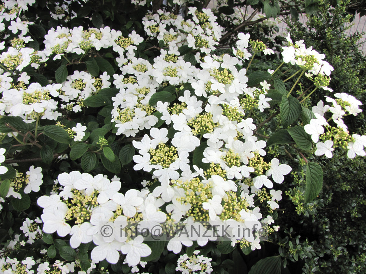 Viburnum plicatum Mariesii 07.JPG